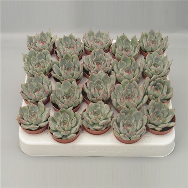 Горшечные цветы и растения оптом Echeveria Secunda от 20шт из Голландии с доставкой по России