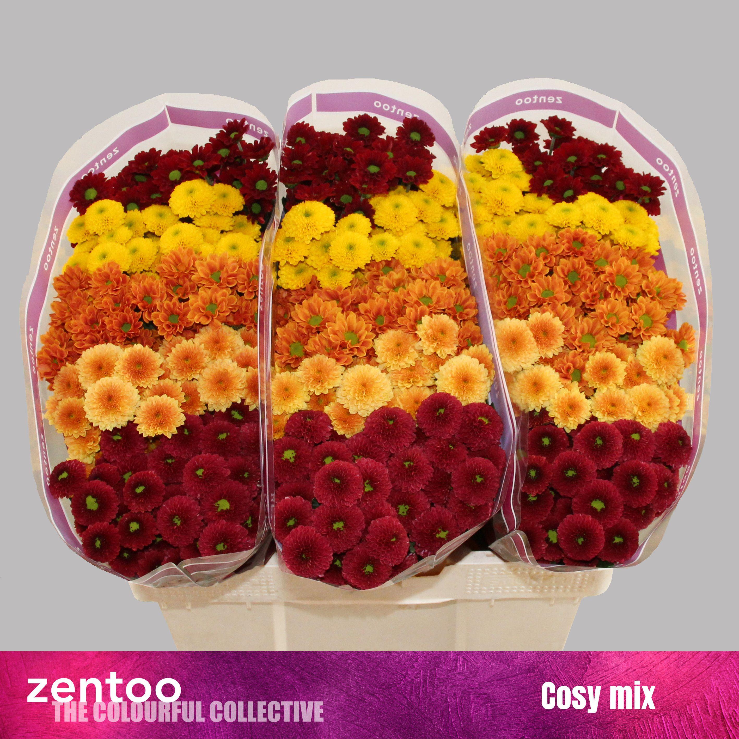 Срезанные цветы оптом Chrys sa mix cosy от 225шт. из Голландии с доставкой по России