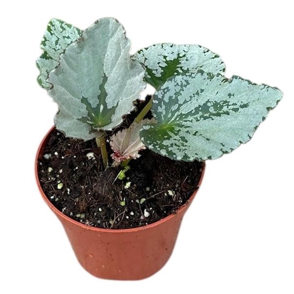 Горшечные цветы и растения оптом Begonia Grey Earl от 1шт (для телеги) из Голландии с доставкой по России