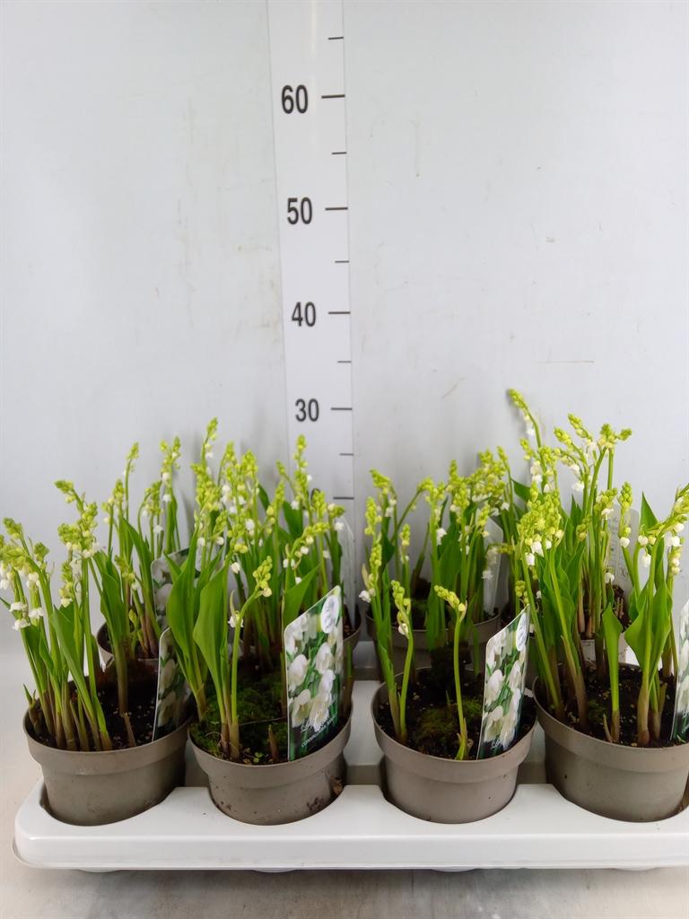 Горшечные цветы и растения оптом Convallaria Majalis от 8шт из Голландии с доставкой по России