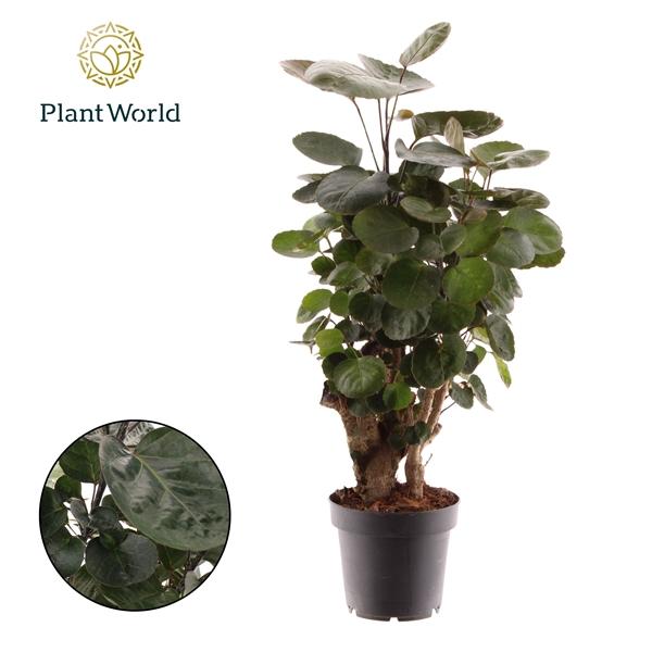 Горшечные цветы и растения оптом Polyscias Fabian от 10шт из Голландии с доставкой по России