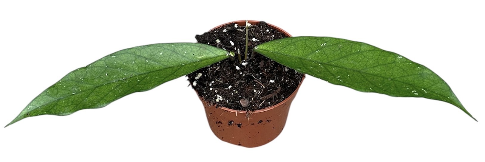 Горшечные цветы и растения оптом Hoya Dasyanta от 1шт из Голландии с доставкой по России