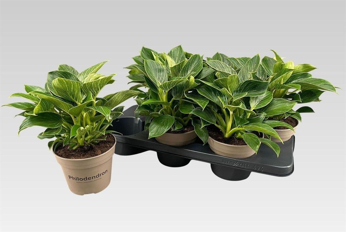 Горшечные цветы и растения оптом Philodendron Birkin от 6шт из Голландии с доставкой по России