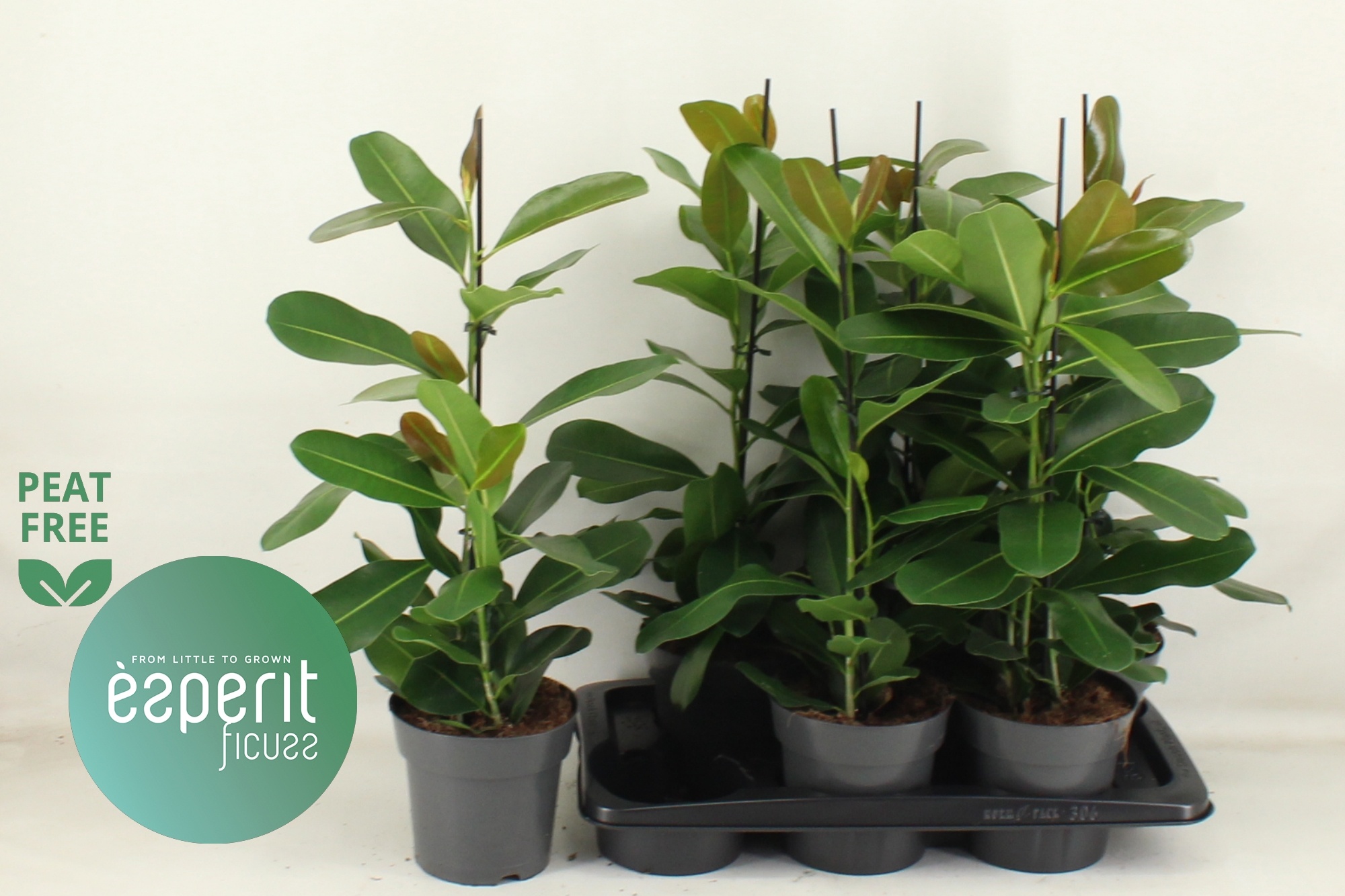 Горшечные цветы и растения оптом Fic Mi Smile от 8шт из Голландии с доставкой по России