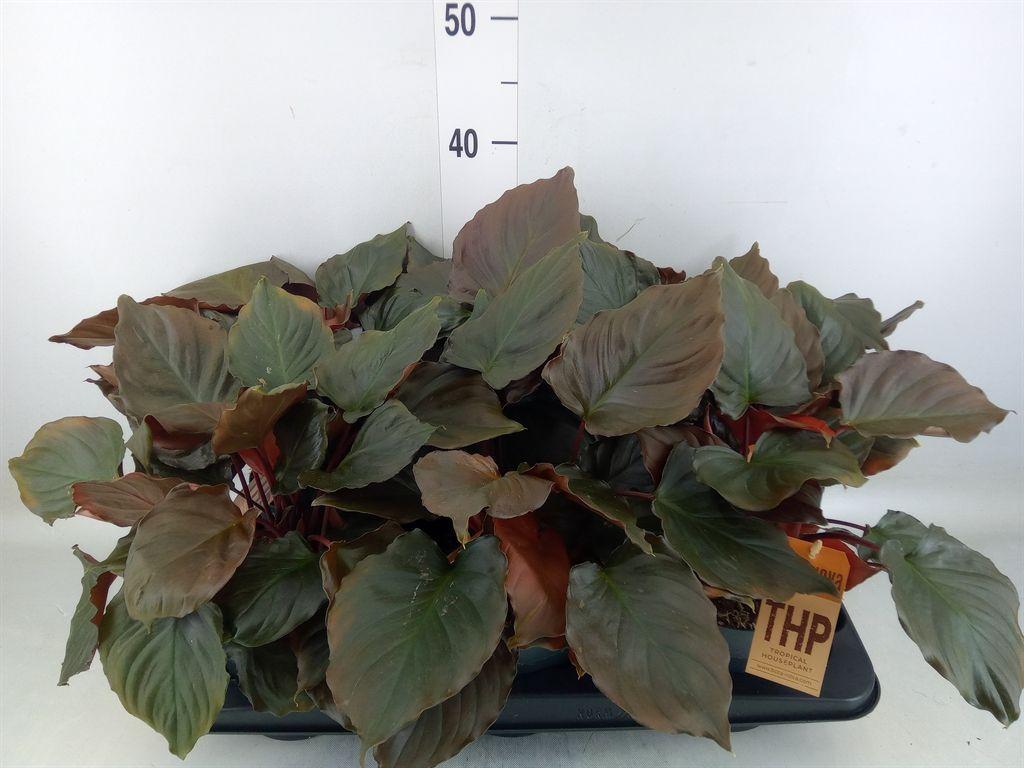 Горшечные цветы и растения оптом Planten   ...green L% от 6шт из Голландии с доставкой по России