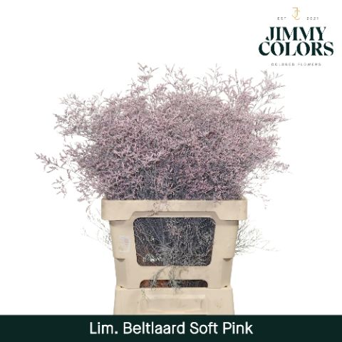 Срезанные цветы оптом Limonium beltlaard paint pink soft от 25шт из Голландии с доставкой по России