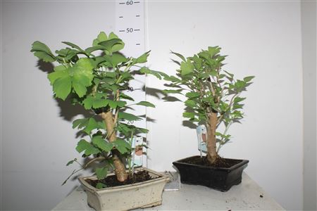 Горшечные цветы и растения оптом Bonsai Ginkgo Biloba Outdoor Pot 20 от 1шт из Голландии с доставкой по России