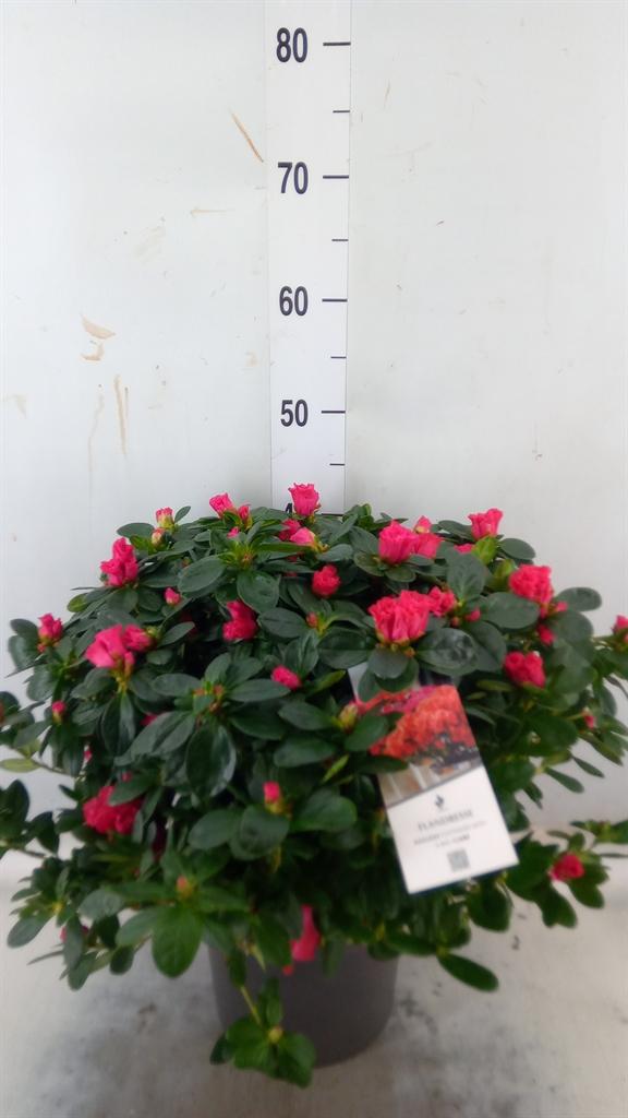 Горшечные цветы и растения оптом Rhododendron Sim.   ... от 1шт из Голландии с доставкой по России