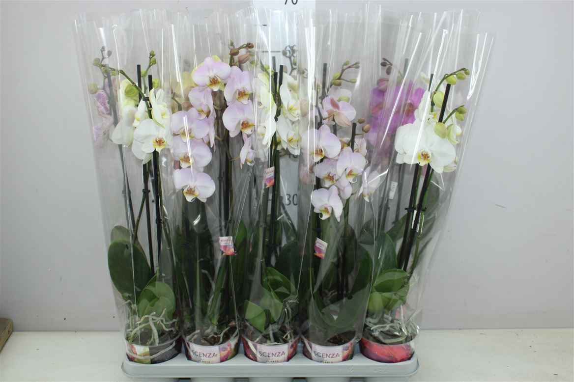 Горшечные цветы и растения оптом Phal Gemengd 2 Tak 12+ от 10шт из Голландии с доставкой по России