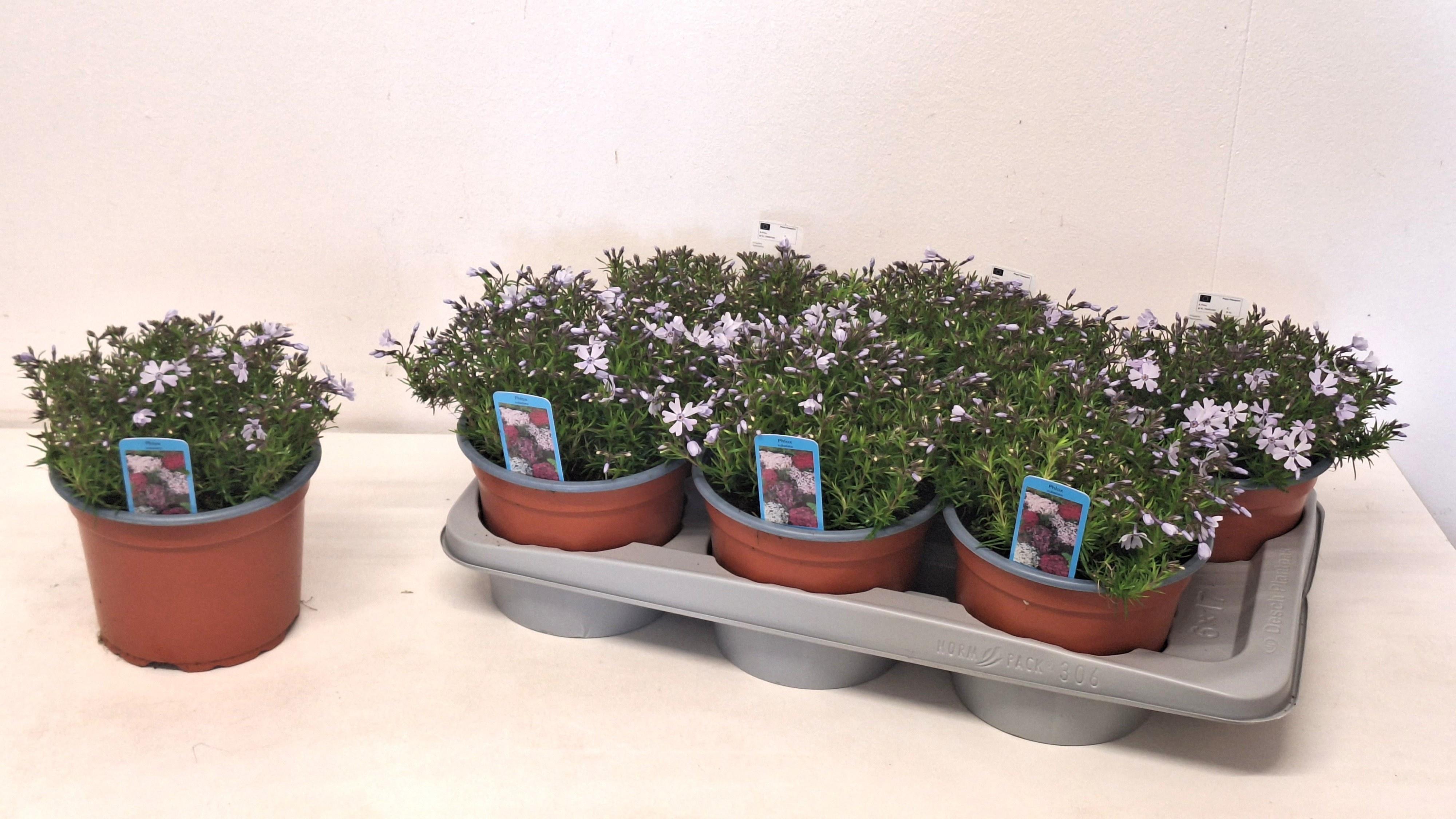 Горшечные цветы и растения оптом Phlox S Fab Blu Viol от 6шт из Голландии с доставкой по России