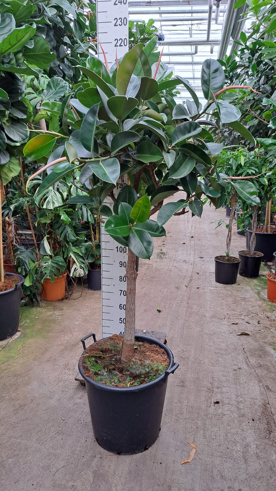 Горшечные цветы и растения оптом Ficus El Robusta On Stem Xxl от 1шт из Голландии с доставкой по России