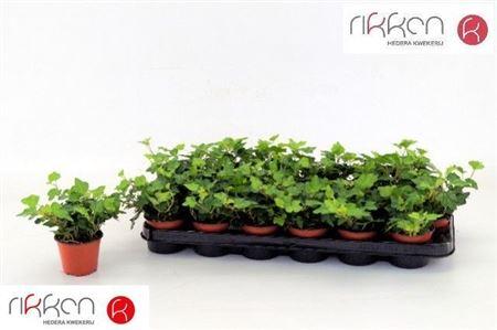 Горшечные цветы и растения оптом Heder Awonder от 20шт (для телеги) из Голландии с доставкой по России