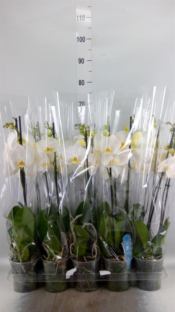 Горшечные цветы и растения оптом Phalaenopsis   ...white от 10шт из Голландии с доставкой по России