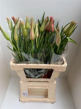 Срезанные цветы оптом Tulipa li от 25шт из Голландии с доставкой по России