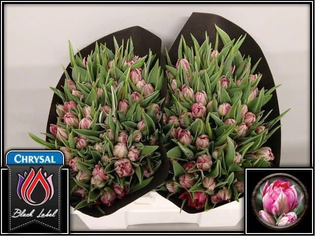 Срезанные цветы оптом Tulipa do flash point от 100шт из Голландии с доставкой по России