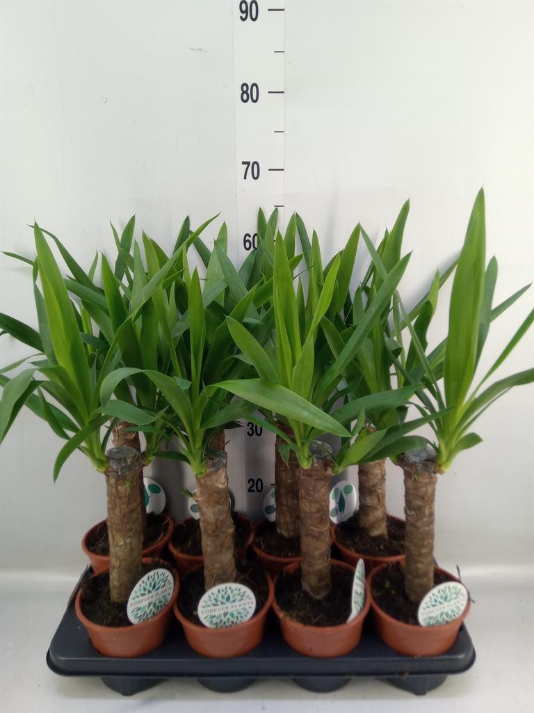 Горшечные цветы и растения оптом Yucca   ... от 8шт из Голландии с доставкой по России