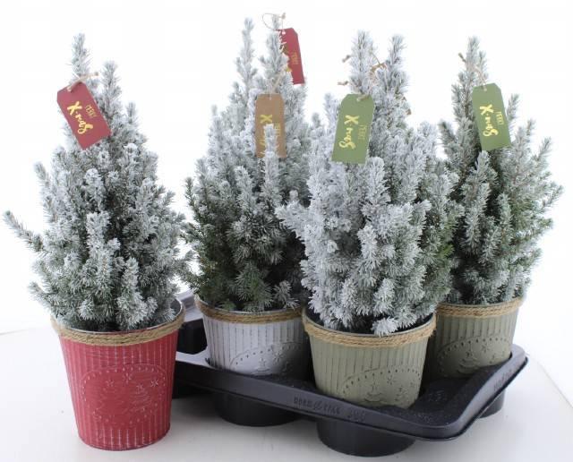 Горшечные цветы и растения оптом Picea Gl Perfecta от 6шт из Голландии с доставкой по России