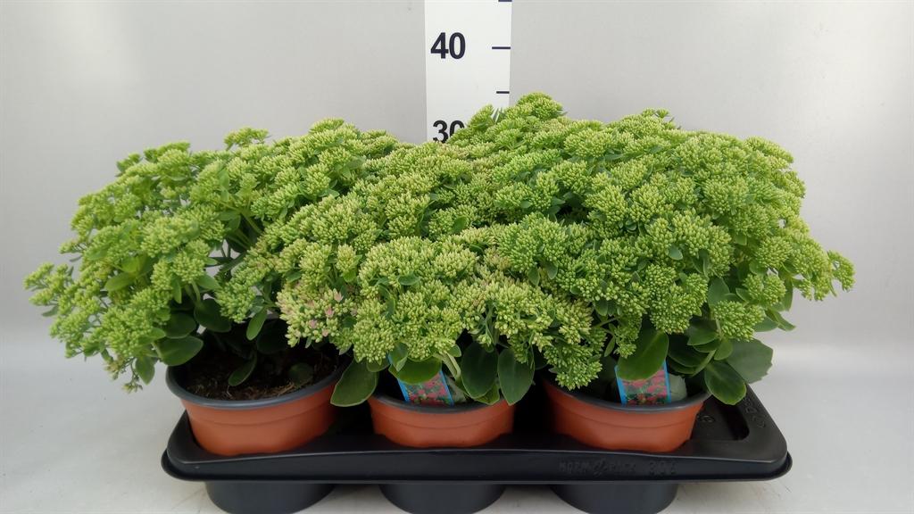 Горшечные цветы и растения оптом Sedum Spectabile herbstfreude от 6шт из Голландии с доставкой по России