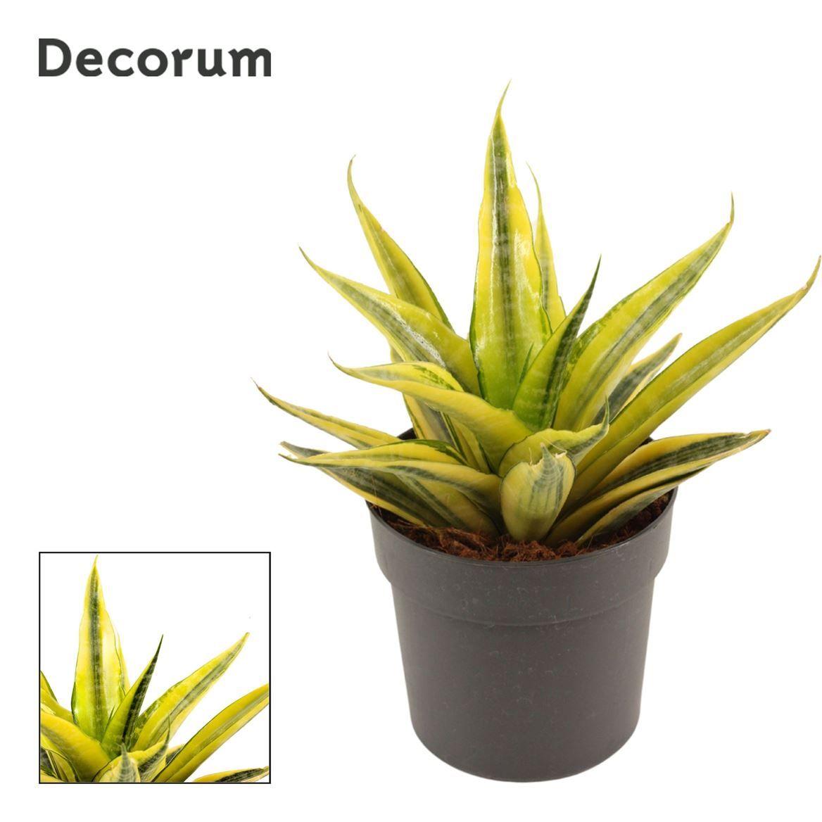 Горшечные цветы и растения оптом Sansevieria Cordova Variegated от 10шт из Голландии с доставкой по России