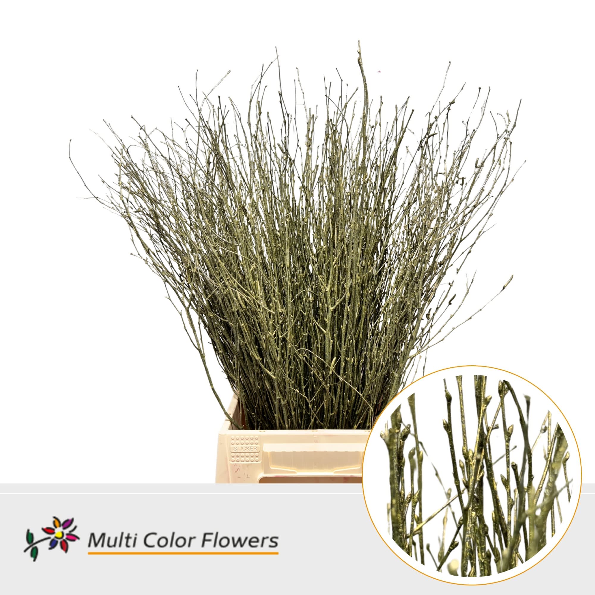 Срезанные цветы оптом Betula paint metallic olive от 100шт из Голландии с доставкой по России