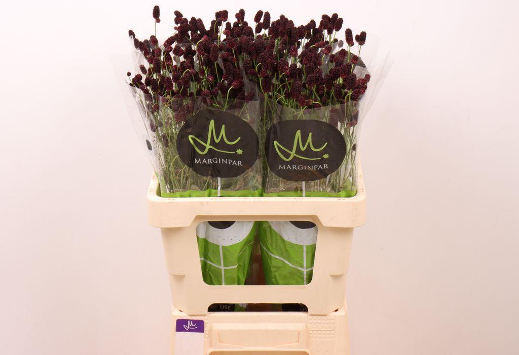 Срезанные цветы оптом Sanguisorba black dream select от 100шт из Голландии с доставкой по России