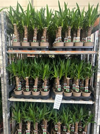 Горшечные цветы и растения оптом Yucca 30cm 2+ от 8шт из Голландии с доставкой по России