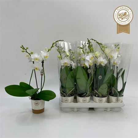 Горшечные цветы и растения оптом Phal Ov Wit 2 Branches 14+ от 11шт (для телеги) из Голландии с доставкой по России