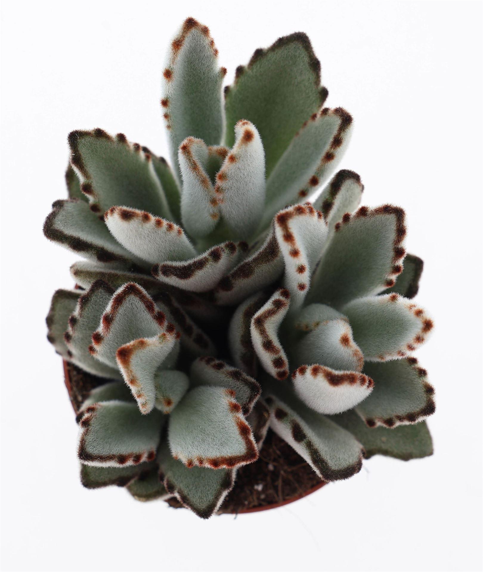 Горшечные цветы и растения оптом Kalanchoe Nf Tomentosa от 12шт (для телеги) из Голландии с доставкой по России