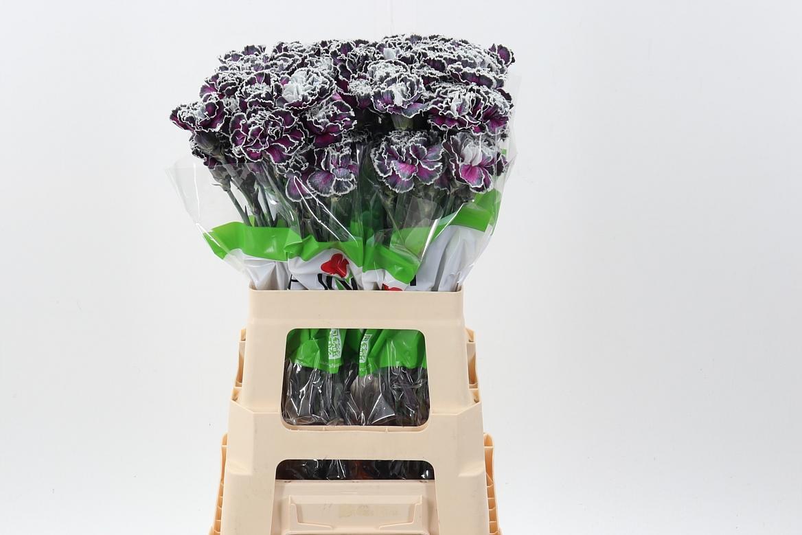 Срезанные цветы оптом Dianthus st paint roulette от 80шт из Голландии с доставкой по России