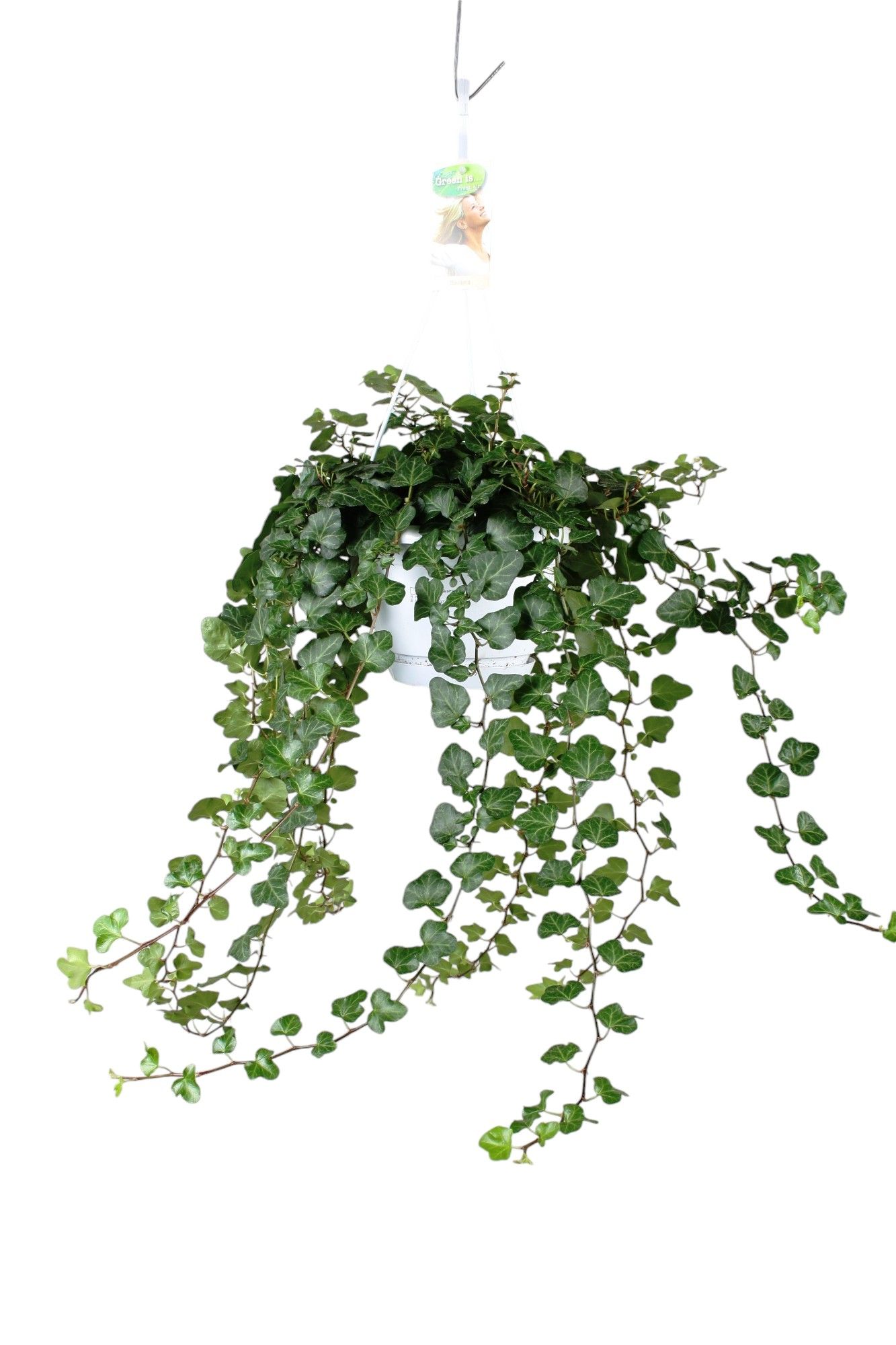 Горшечные цветы и растения оптом Hedera Helix Wonder - Hang/xxl от 1шт из Голландии с доставкой по России