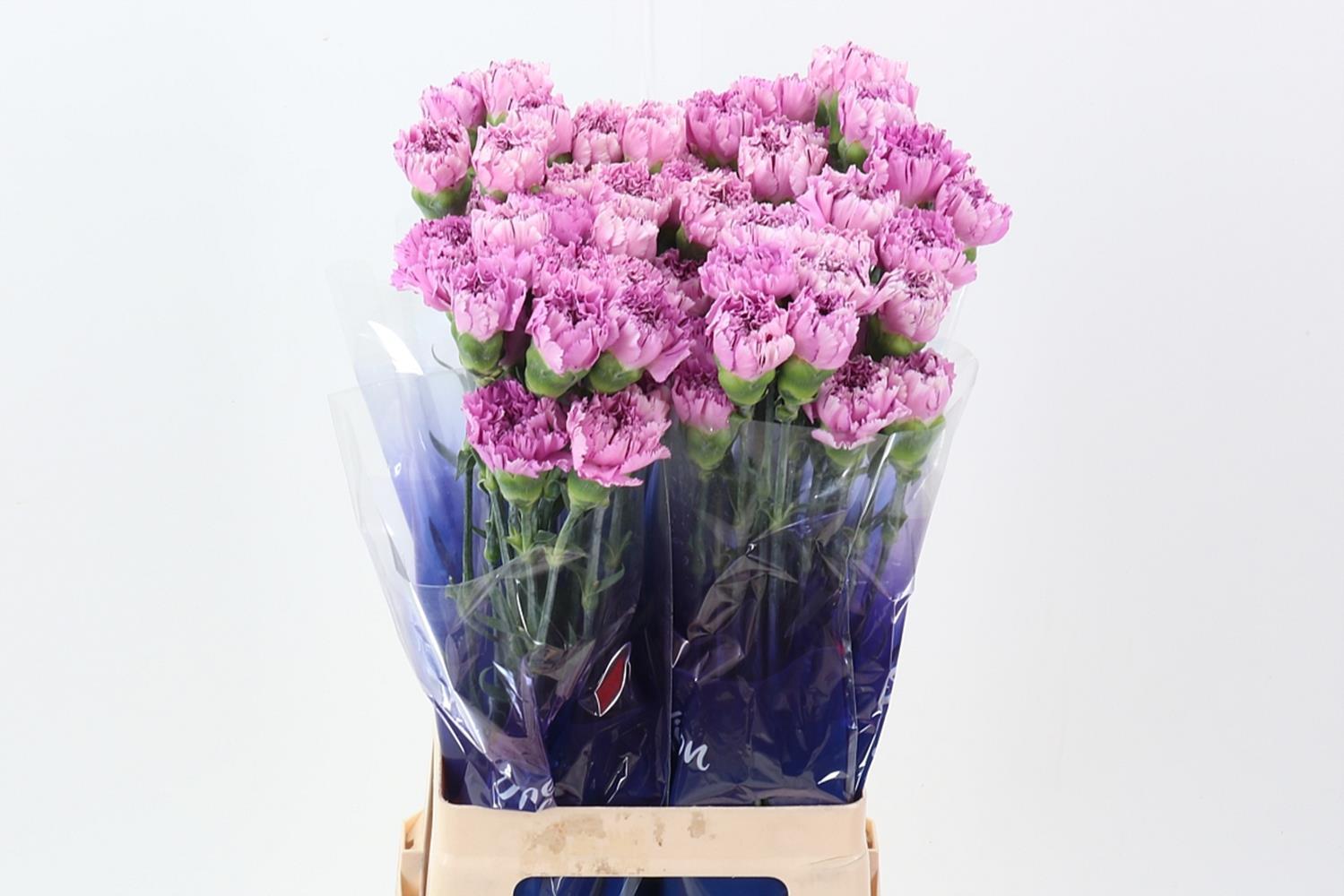 Срезанные цветы оптом Dianthus st yukari scuro от 80шт из Голландии с доставкой по России