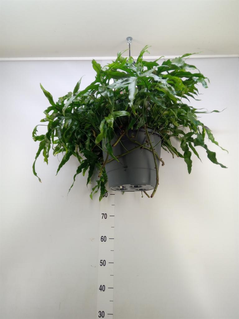 Горшечные цветы и растения оптом Microsorum Diversifolium от 1шт из Голландии с доставкой по России