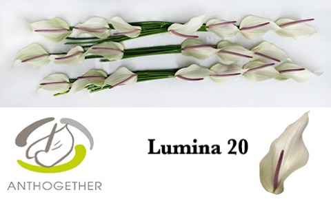 Срезанные цветы оптом Anthurium lumina от 20шт из Голландии с доставкой по России