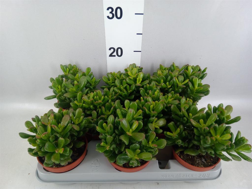 Горшечные цветы и растения оптом Crassula Ovata gandalf от 8шт из Голландии с доставкой по России