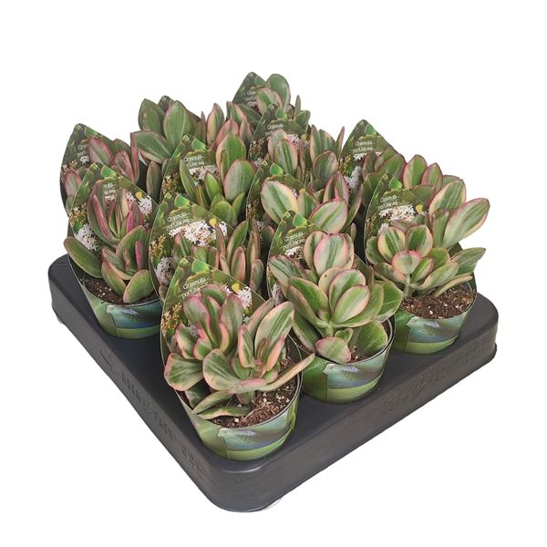 Горшечные цветы и растения оптом Crassula Ovata Lemon Lime Potcover от 12шт из Голландии с доставкой по России