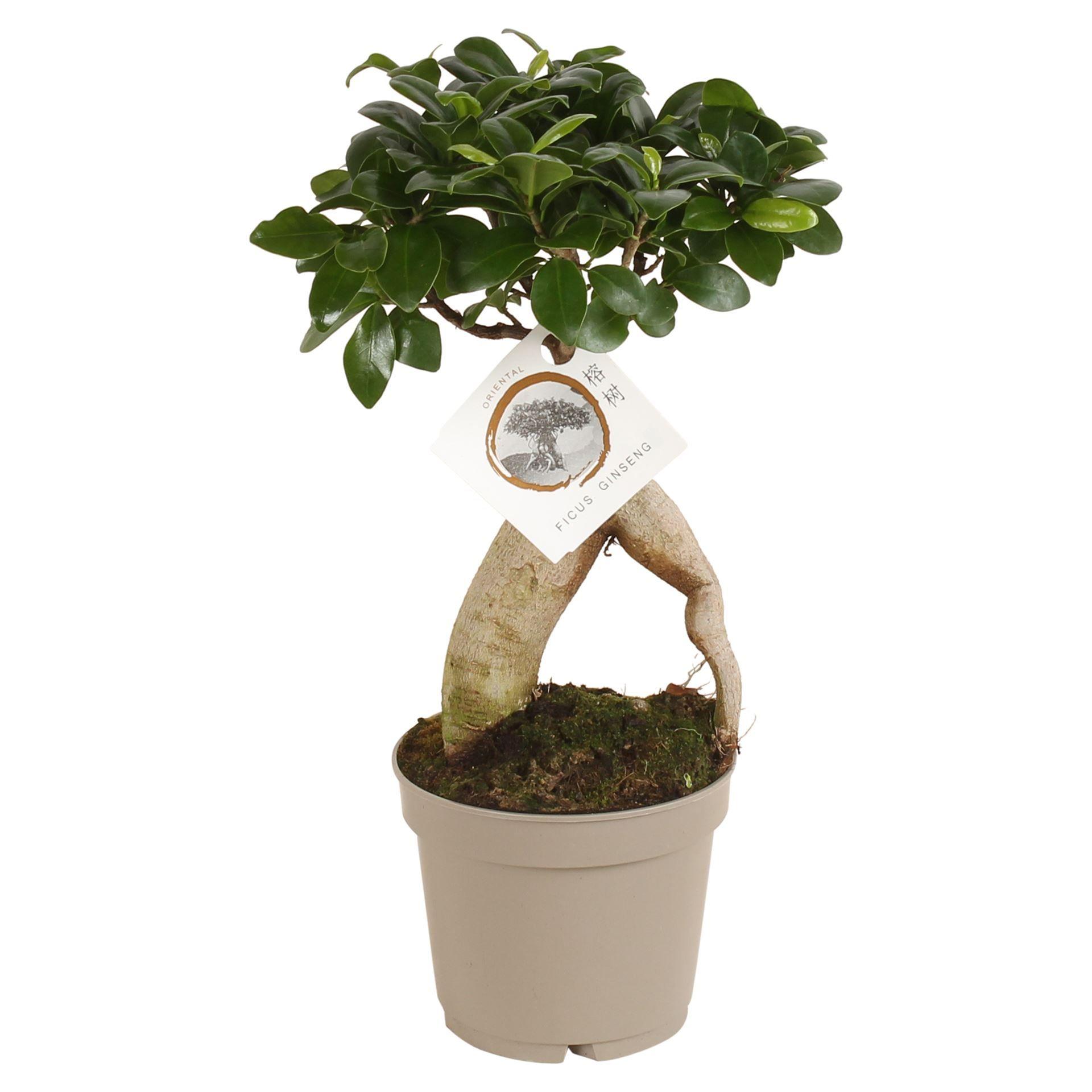 Горшечные цветы и растения оптом Ficus Microcarpa ginseng A от 6шт из Голландии с доставкой по России