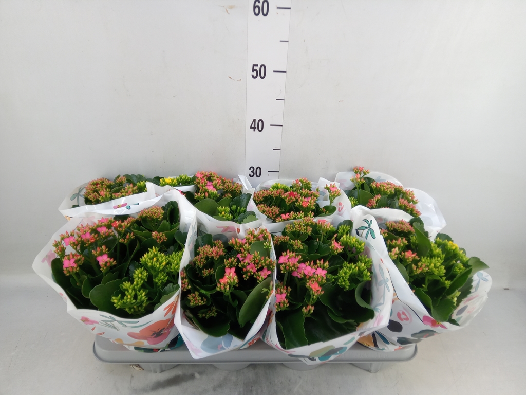 Горшечные цветы и растения оптом Kalanchoe Blos.   ..mix In Pot от 8шт из Голландии с доставкой по России