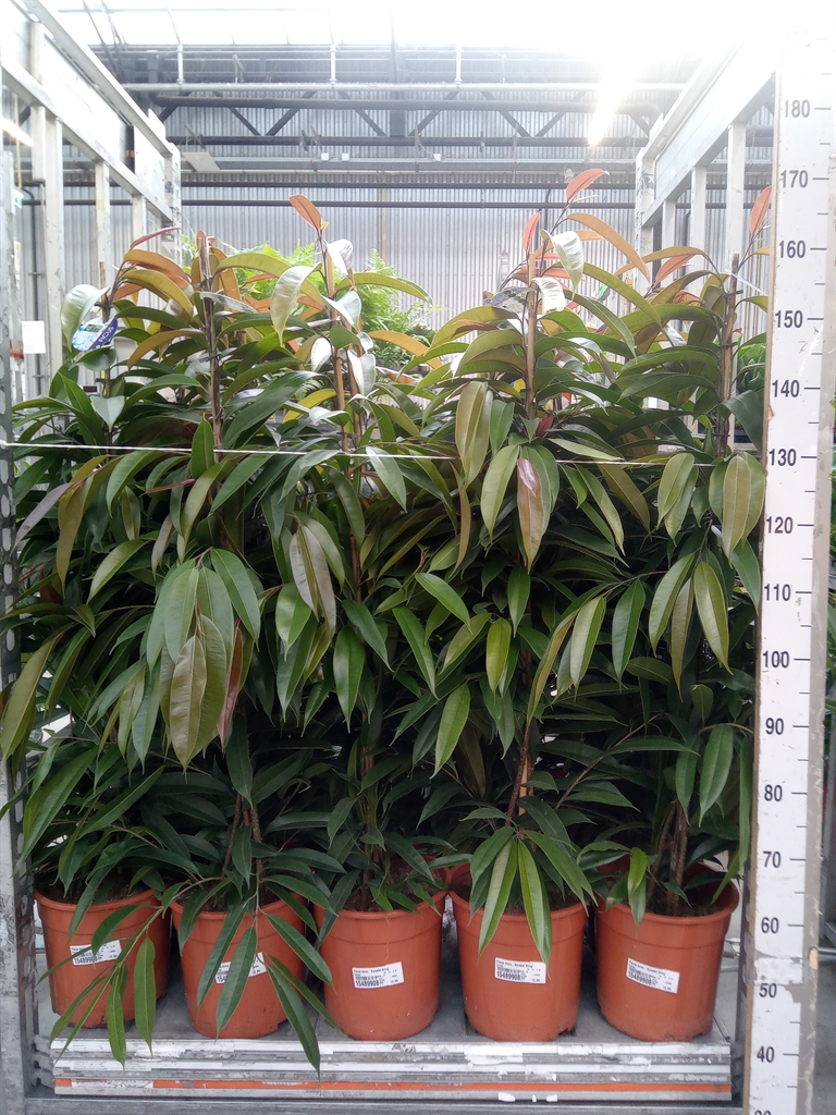 Горшечные цветы и растения оптом Ficus Bin Amstel King от 1шт из Голландии с доставкой по России