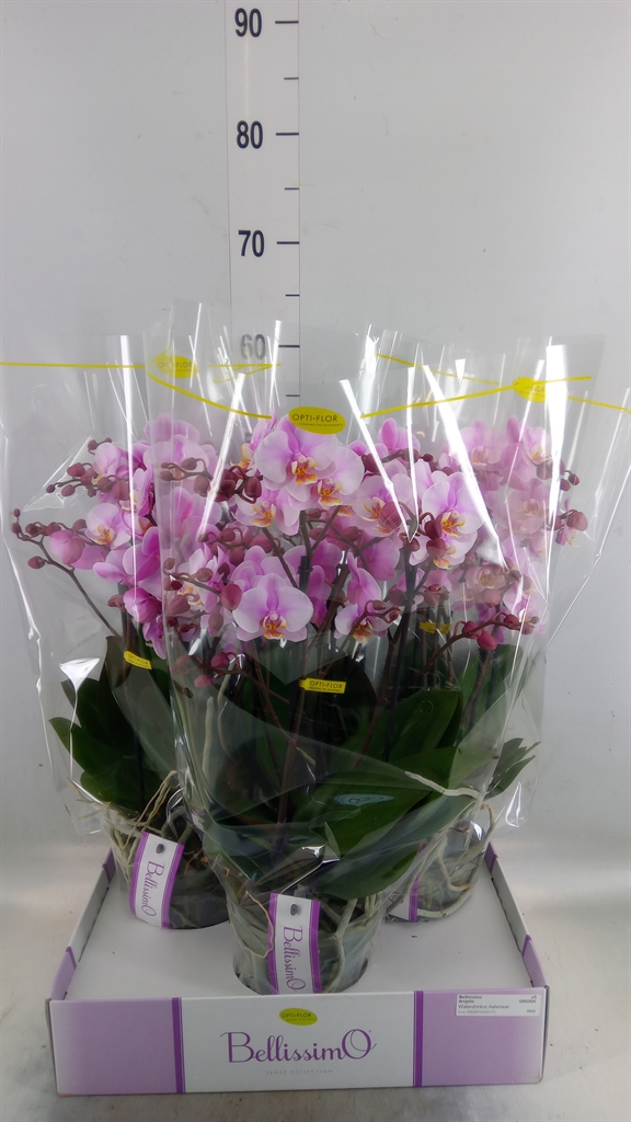 Горшечные цветы и растения оптом Phalaenopsis Multi.   ...rose от 3шт из Голландии с доставкой по России