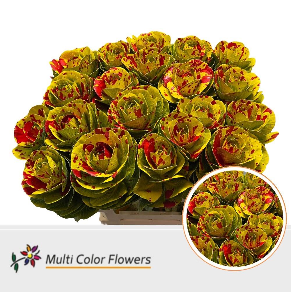 Срезанные цветы оптом Brassica paint yellow splash red от 20шт из Голландии с доставкой по России