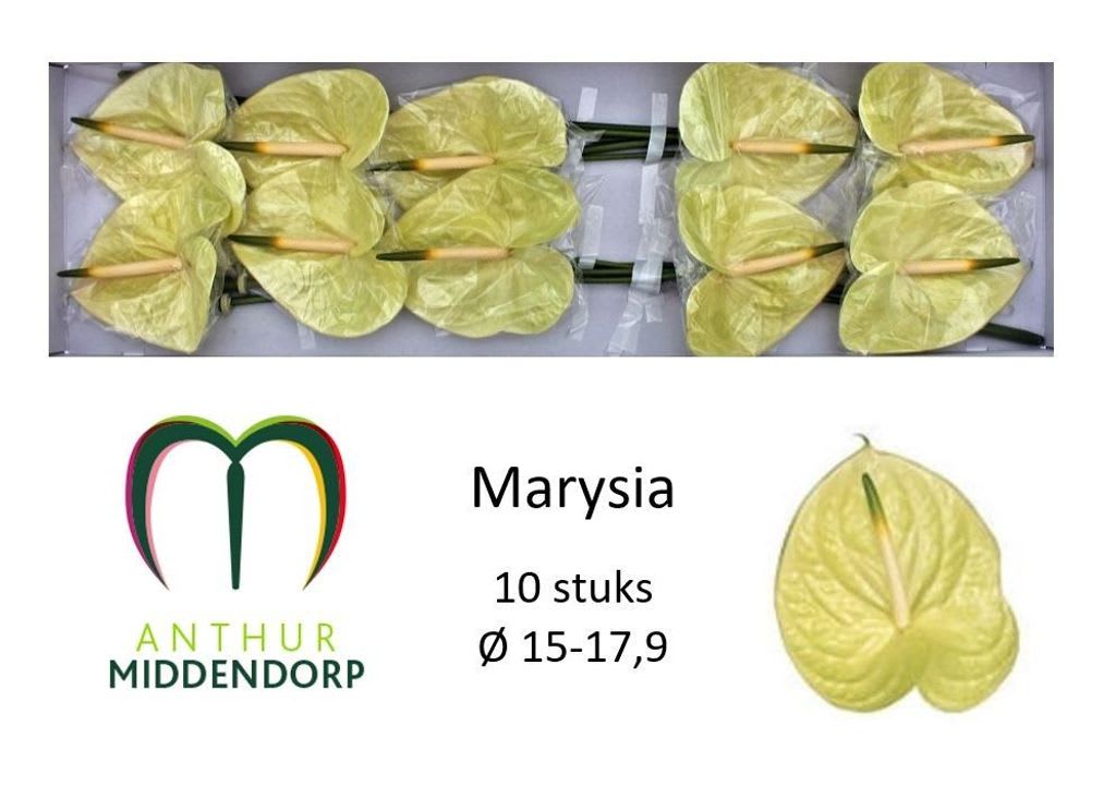 Срезанные цветы оптом Anthurium marysia от 10шт. из Голландии с доставкой по России