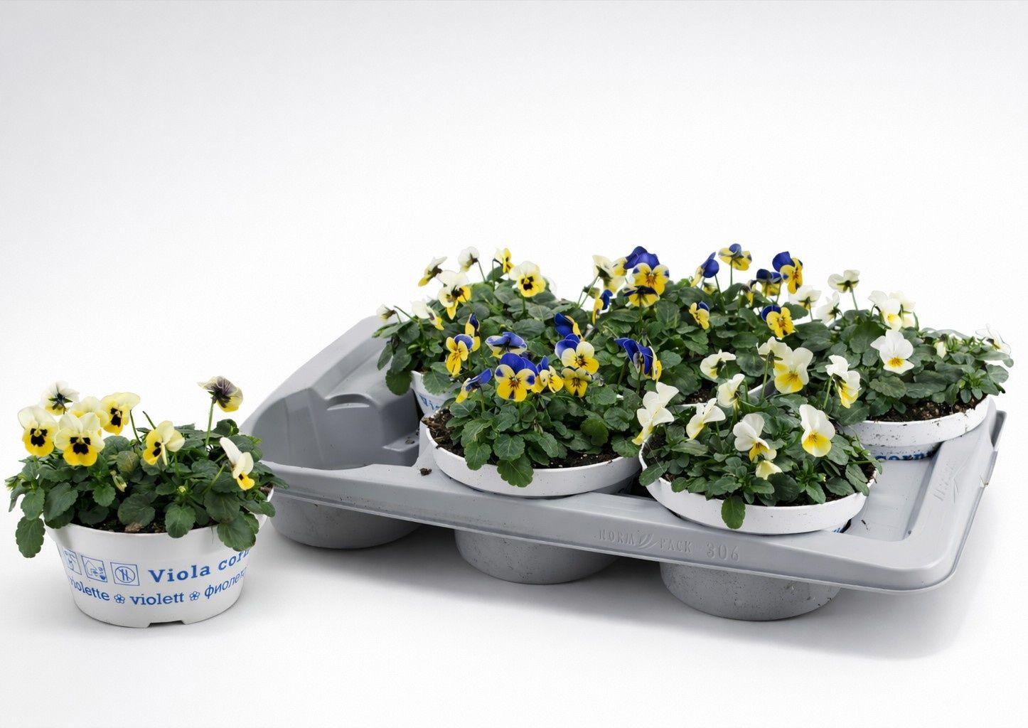 Горшечные цветы и растения оптом Vio Co Em Gem от 6шт из Голландии с доставкой по России