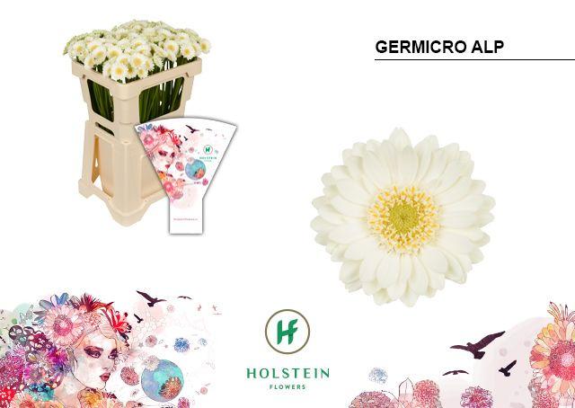 Срезанные цветы оптом Germini nano germicro alp от 100шт из Голландии с доставкой по России