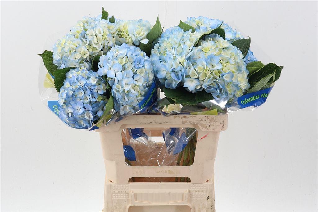 Срезанные цветы оптом Hydrangea blue premium от 10шт из Голландии с доставкой по России