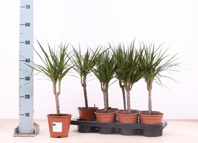 Горшечные цветы и растения оптом Dra Marginata от 7шт из Голландии с доставкой по России