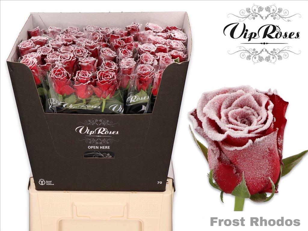 Срезанные цветы оптом Rosa large paint frostwax rhodos от 60шт из Голландии с доставкой по России