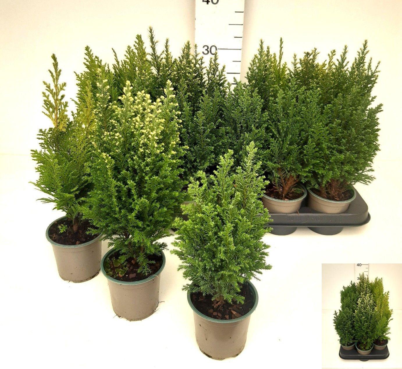 Горшечные цветы и растения оптом Cham Laws Overig от 18шт (для телеги) из Голландии с доставкой по России