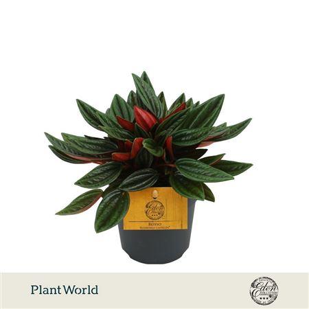 Горшечные цветы и растения оптом Peperomia Rosso 10,5cm от 8шт из Голландии с доставкой по России