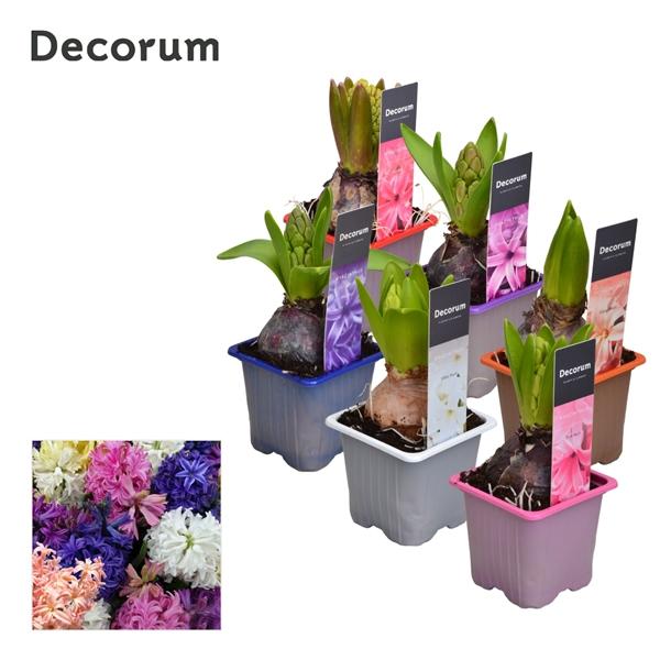 Горшечные цветы и растения оптом Hyacinthus Mix 1pp Label (decorum) от 24шт (для телеги) из Голландии с доставкой по России