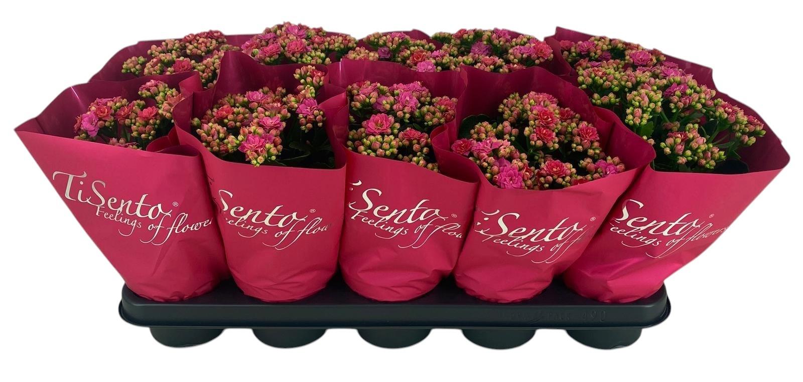 Горшечные цветы и растения оптом Kal Ge Perfecta Rosa от 10шт' из Голландии с доставкой по России